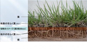 除染に相当する芝生と表土の切削作業