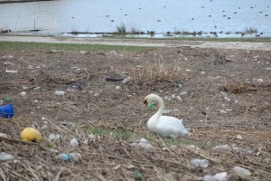 台風19号で上流から流れついた流木の上を歩くハクチョウ（香取市の水の郷さわらで、10月17日撮影）